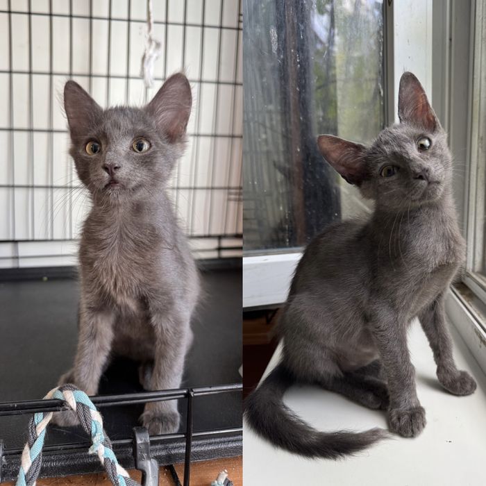 Кошенята 3 міс. шукають люблячу родину