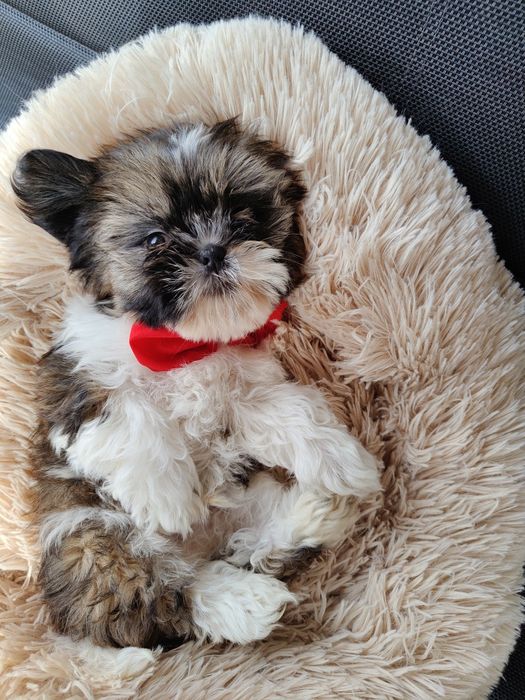 Piękna sunia Shih Tzu z rodowodem