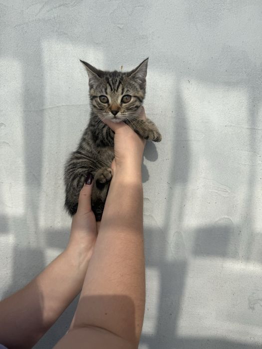 Кошенята в добрі руки