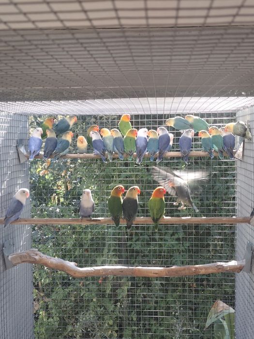 Agapornis Fischeris