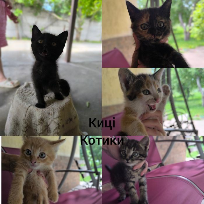 котики в добрі руки