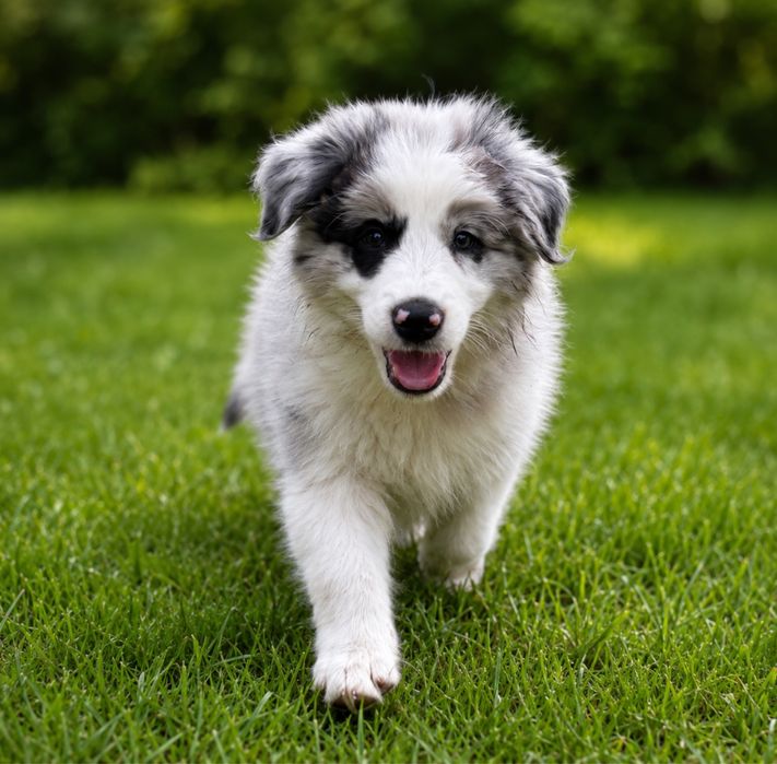 Border Collie Zkwp FCI piekny SHoW piesek. GOTOWY DO ODBIORU