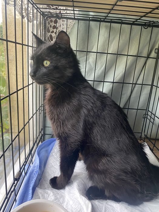 Czaruś - czarny kocurek do adopcji