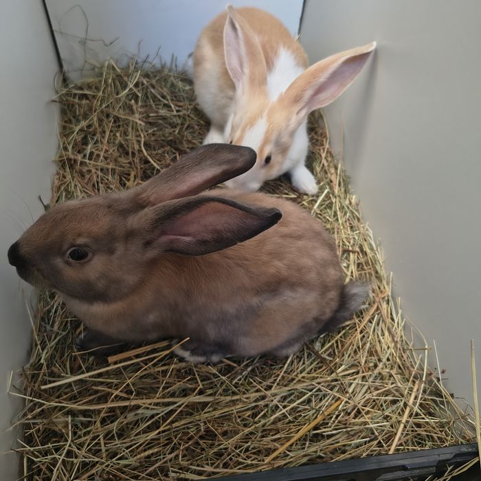 Coelhos para criação