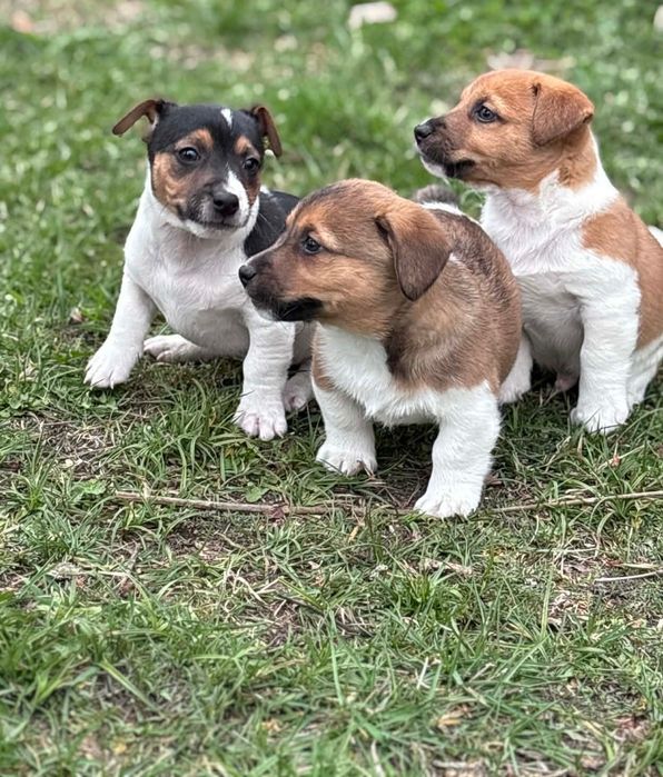 Jack Russell Terrier