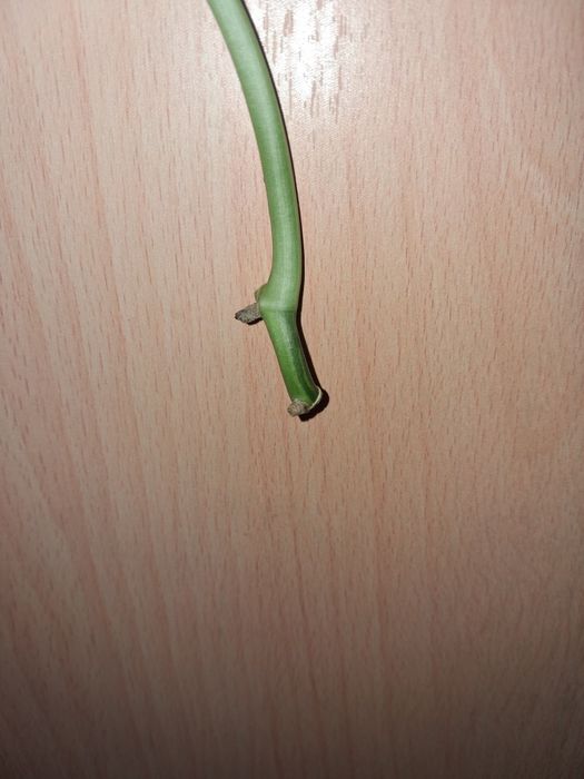 Scindapsus swarnahbumi