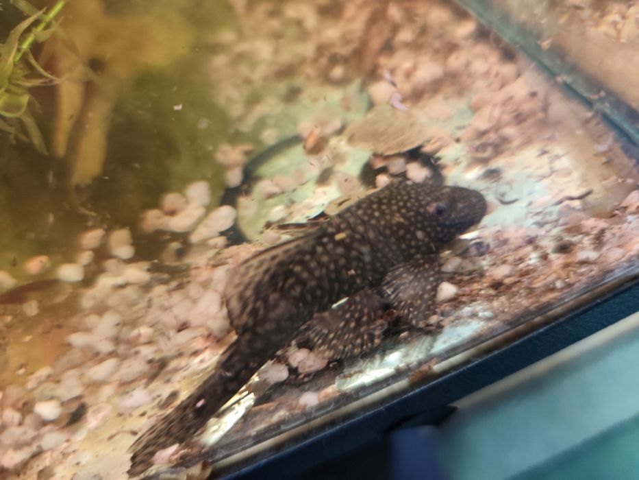 Zbrojnik samica i samiec