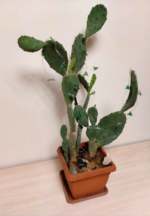 Opuncja figowa  - roslina w donicy