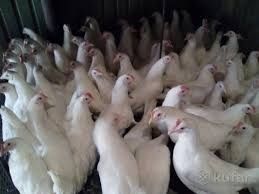 курочки несушки молодые Декалб Уайт куры несушки