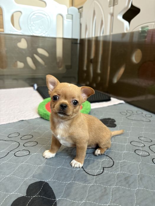 Chihuahua samiec FCI ZKWP