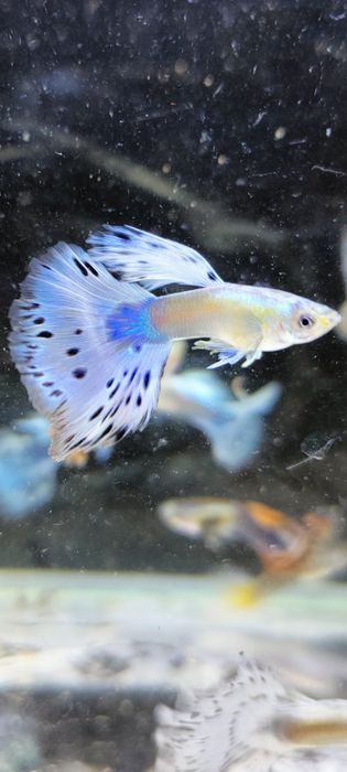 Gupik gupiki mozaika platynowa czerwona i niebieska