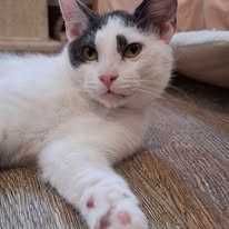 Cztery młode ok. 6 miesięczne (3 kotki i 1 koteczka )