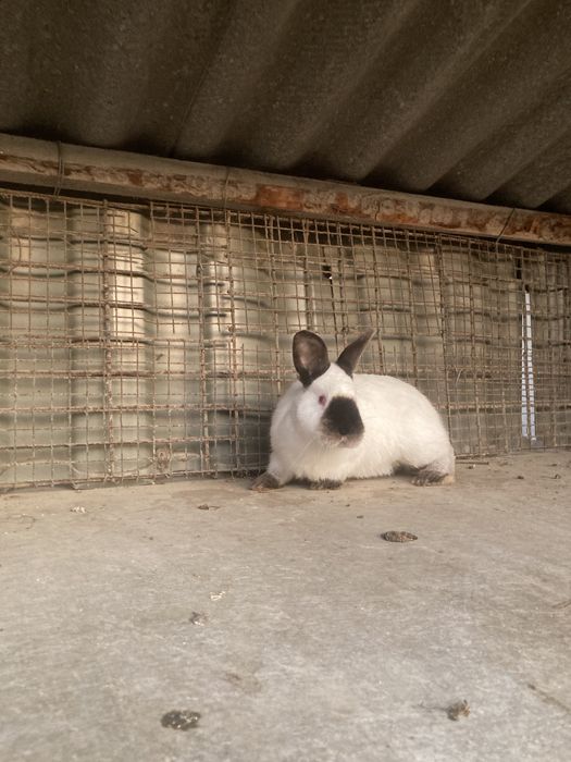 Каліфорнійці , Кролі самці.Каліфорнія .