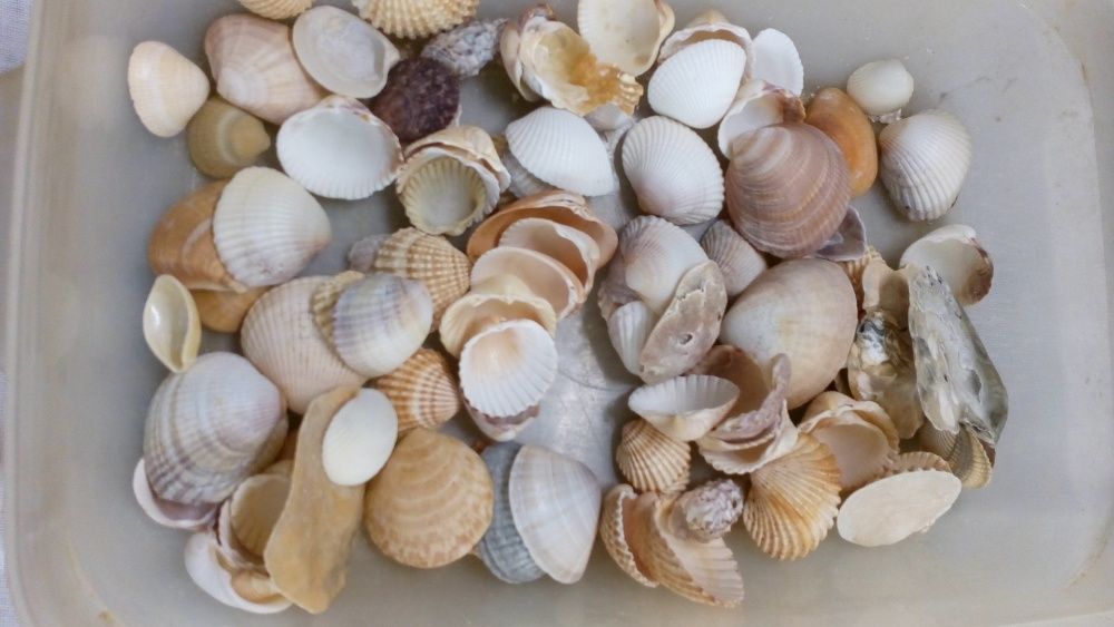 Pedras e conchas -Artesanato