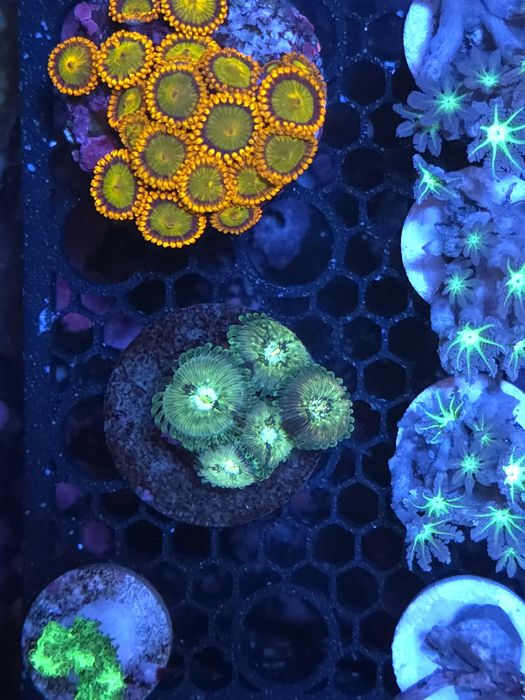 Pequenas colónias de zoas, corais de agua salgada