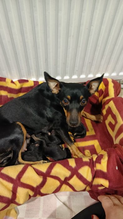 Віддам цуценят міні пінчера.