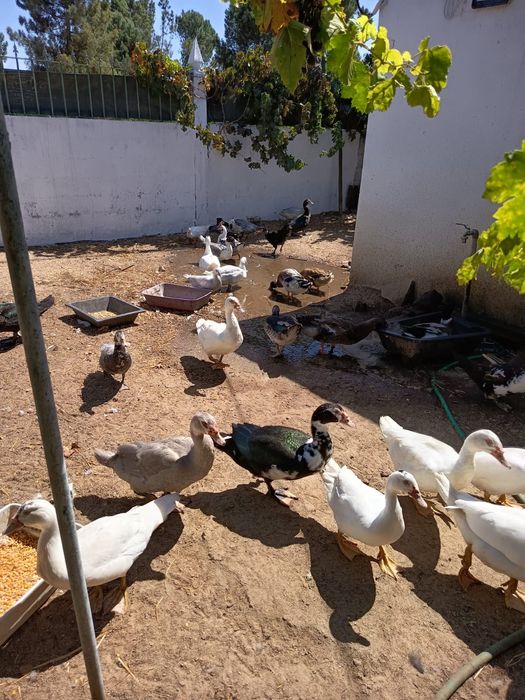 PROMOÇÃO patos mudos