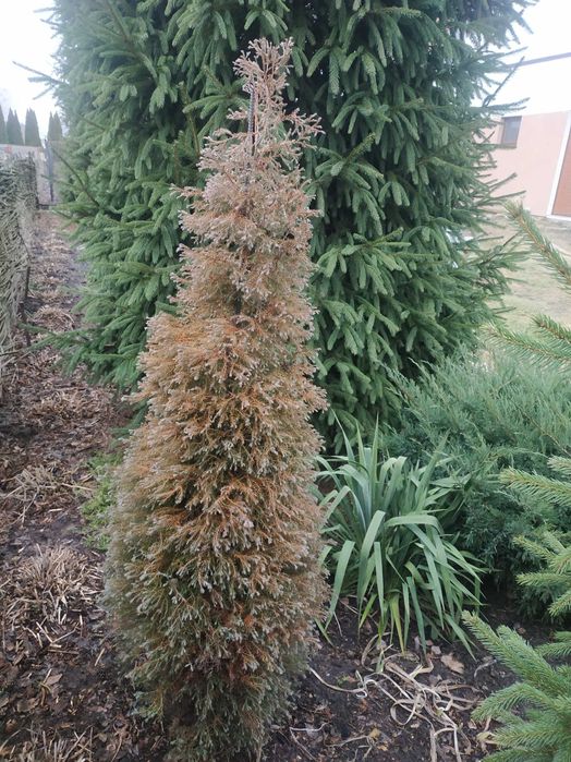 Туя вересковидная голубая. Укорененные черенки