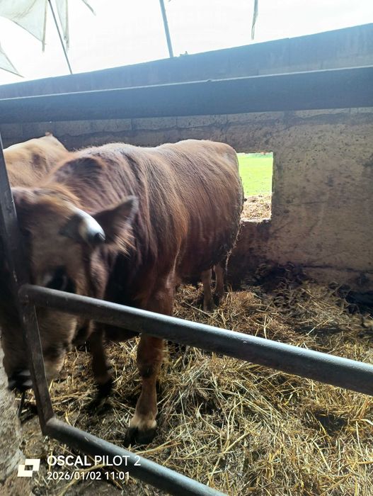 Três vitelos de raça marinhoa para venda