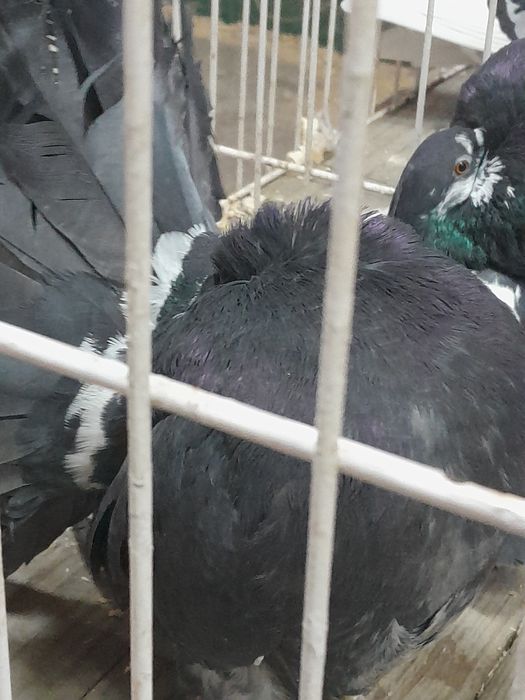 Para pawiki nowy typ