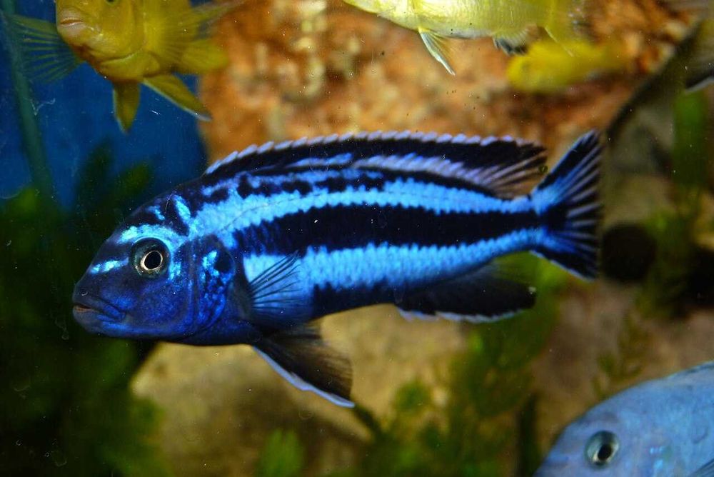 Melanochromis Maingano