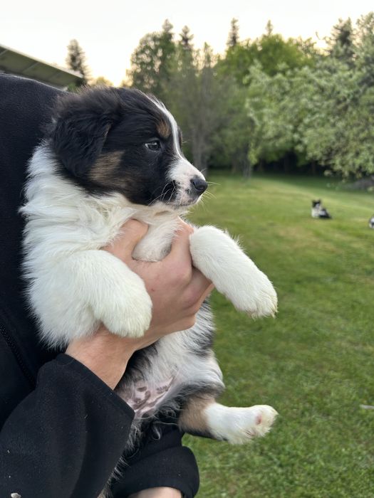 Suczka Border Collie tricolor