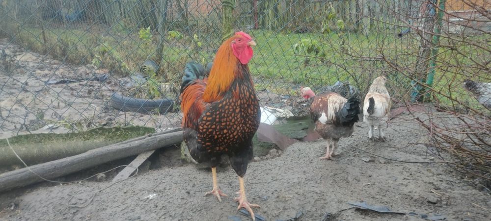 Sprzedam kury i koguty