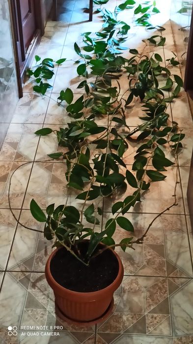 Хойя Карноза (мясистая)