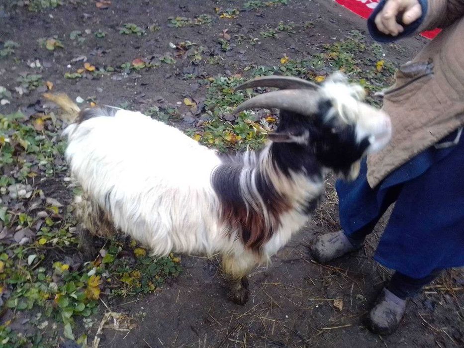 Продам козлов в хорошую семью