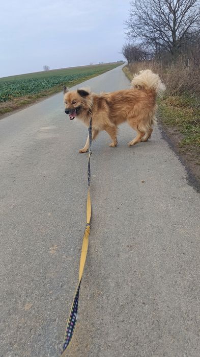 Cudowny pies szuka domu