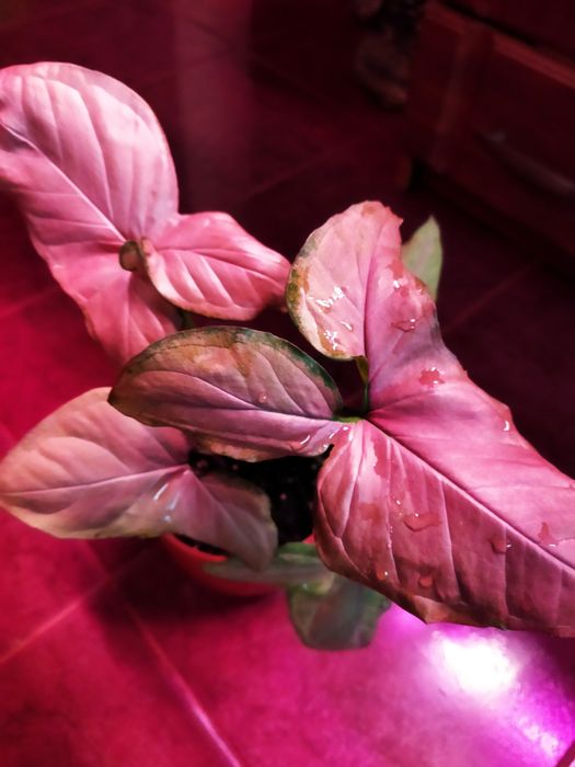 Сортовые сингониумы