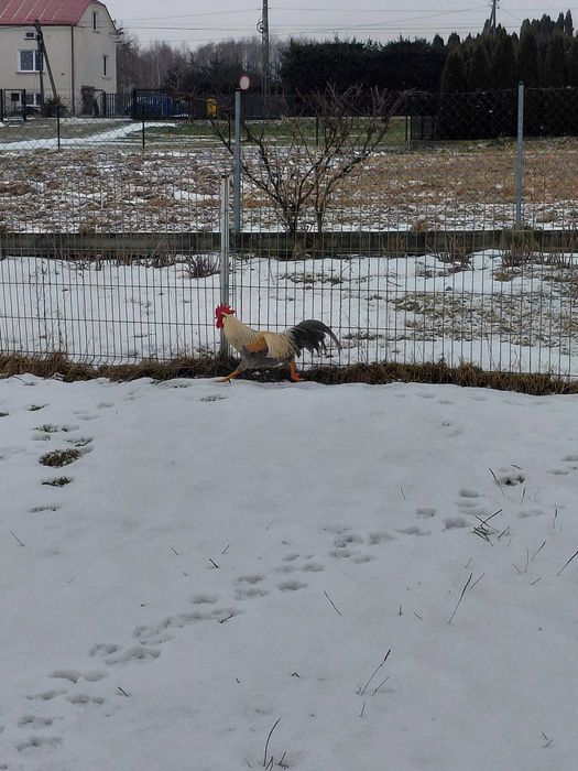 Jaja lęgowe włoszka lawendowa