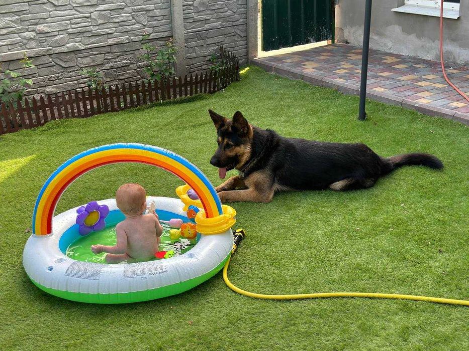 Ищем сучку для вязки (овчарка)