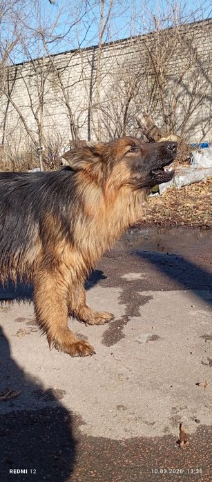 Дівчинка довгошерстна