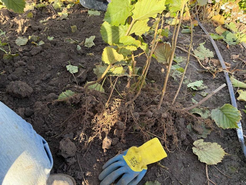 Саджанці фундука сорту Джеферсон, Шедевр