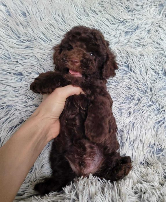 Шоколадний красунчик та наймиліший бешкетник Той ефектний шоколад.Київ