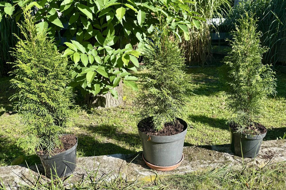 Tuja Sznaragd - 30 / 40 cm -  Doniczkowame - Transport