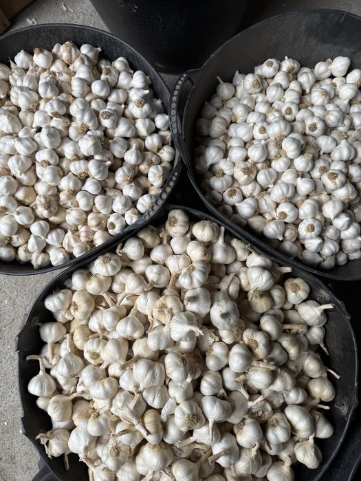 Часник посадковий Сочинський