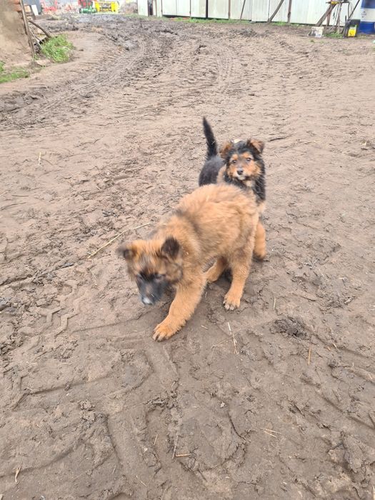 Oddam pieski w dobre ręce