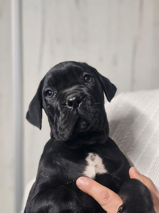 Cane Corso Italiano Zkwp FCI