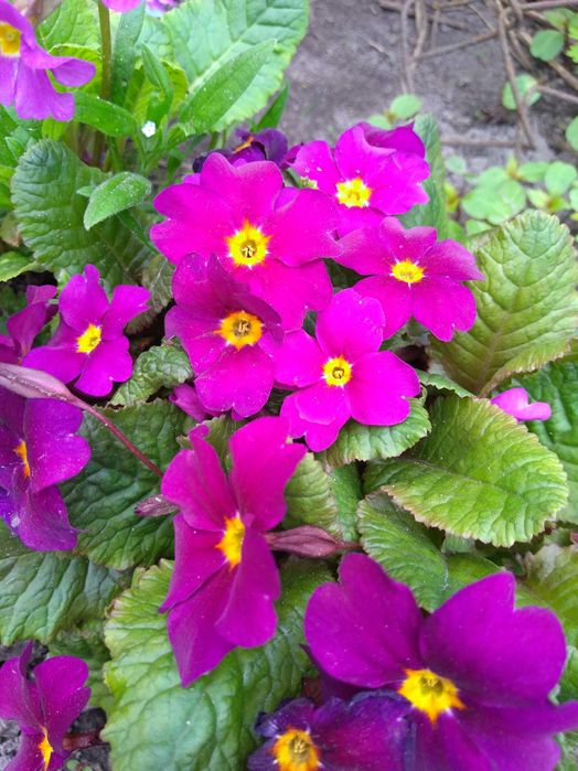 Примула садова первоцвіт