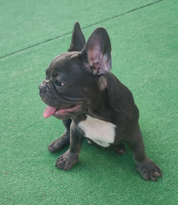Bulldog francês macho blue