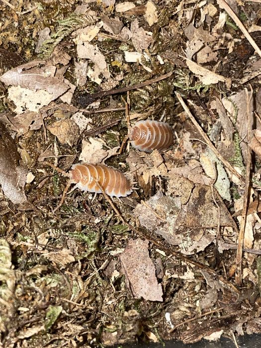 Isopody, prosionki, ekipa sprzątająca do terrarium