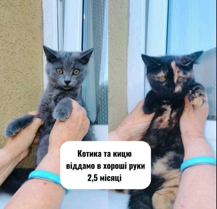 Віддам Даром Котенят