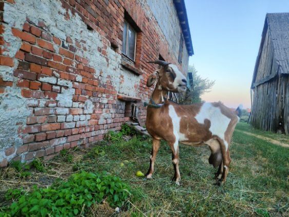 Sprzedam koze 75% Anglonubijską