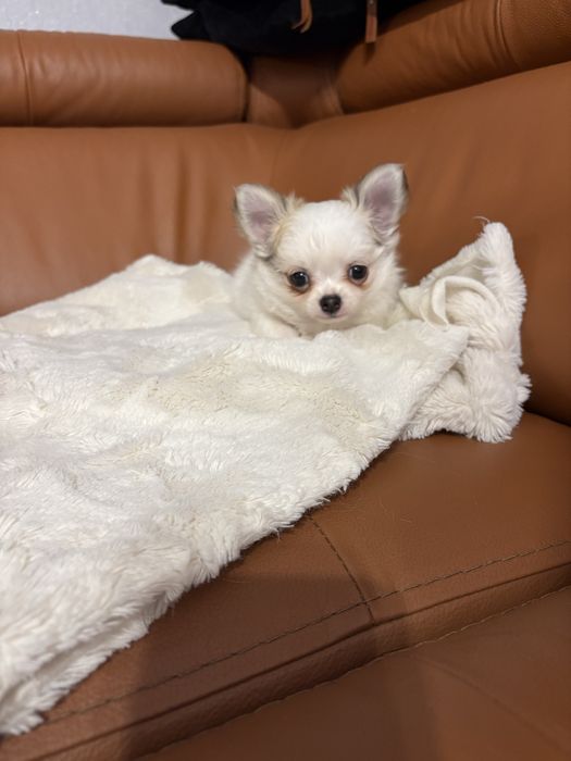 Chihuahua piękny piesek rodowód