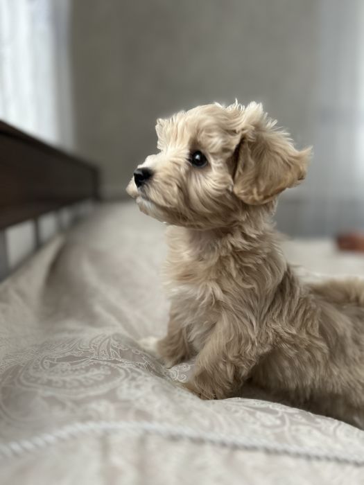 Дівчинка maltipoo baby face