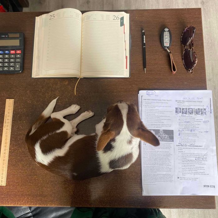 Чихуахуа в‘язка  кобель чіхуахуа.