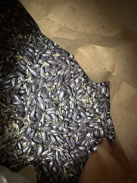 Продам насіння соняшнику Белла, Савана, Агора,Ізіда lidea