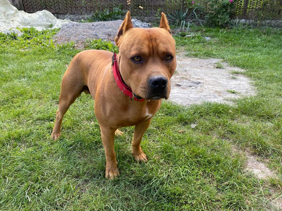 В'язка Американського стафтер'єра